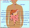 Human Digestive System-color.gif