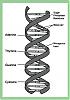 EDS- notes-dna_structure.gif