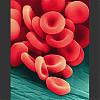 EDS- notes-red-20blood-20cells.jpg