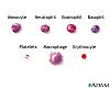 EDS- notes-blood-cells-picture.jpg