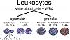 EDS- notes-leukocytes-normal.gif