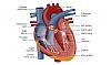 EDS- notes-human-heart.gif