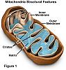 Notes for Zoology-mitochondriafigure1.jpg