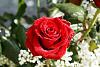 Happy Birthday to Hafsah Ghalib-long-stem-red-roses-02024.jpg
