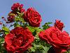 Happy Happy Birthday to Sumia....!!-roses.jpg