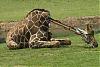 animal technology-girafeelr6.jpg