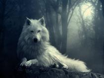 Dire Wolf's Profile Picture