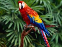 parrot's Profile Picture